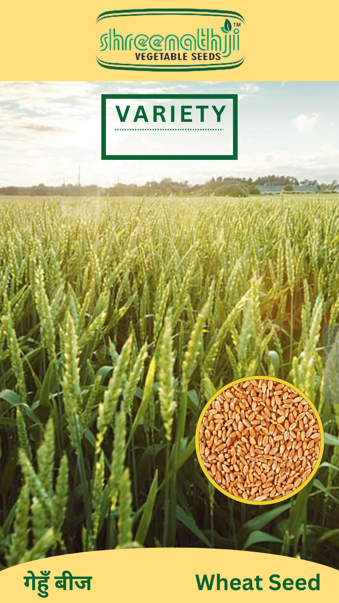 ઘઉં સૂરજ